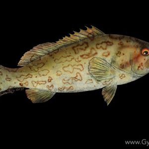 Grouper Single