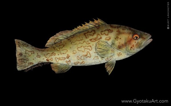 Grouper Single