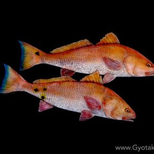 Redfish Double