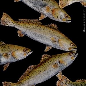 Spotted Trout Multi